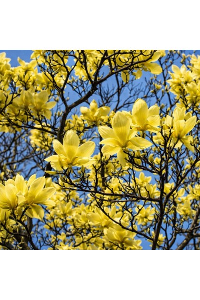Magnolia hibrida Butterflies 